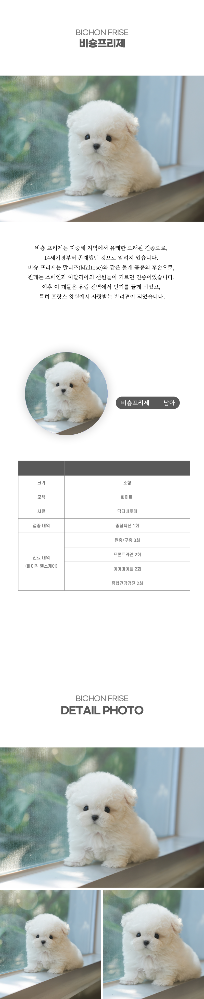 미니비숑_상세이미지_2